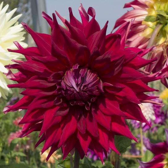 Blooms Over 8" - Oakridge Dahlias Catalogue