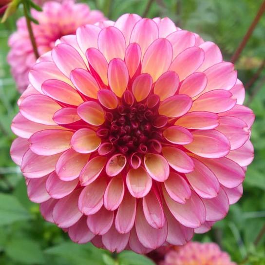 Blooms under 4" Oakridge Dahlias Catalogue
