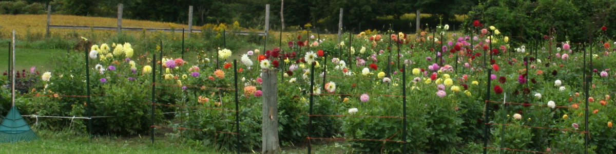 Oakridge Dahlias