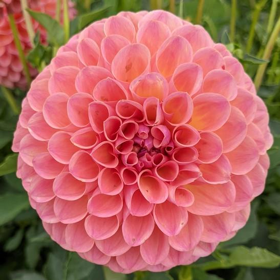 Balls and MiniBalls Oakridge Dahlias Catalogue