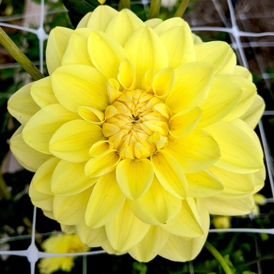 Waterlily Oakridge Dahlias Catalogue