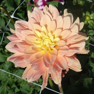 Waterlily - Oakridge Dahlias Catalogue