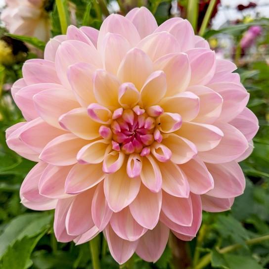 Waterlily Oakridge Dahlias Catalogue