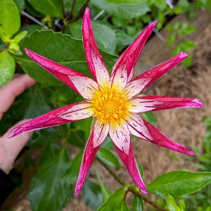 mardi gras dahlias