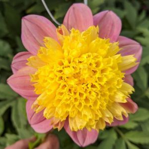 Pollinators - Oakridge Dahlias Catalogue