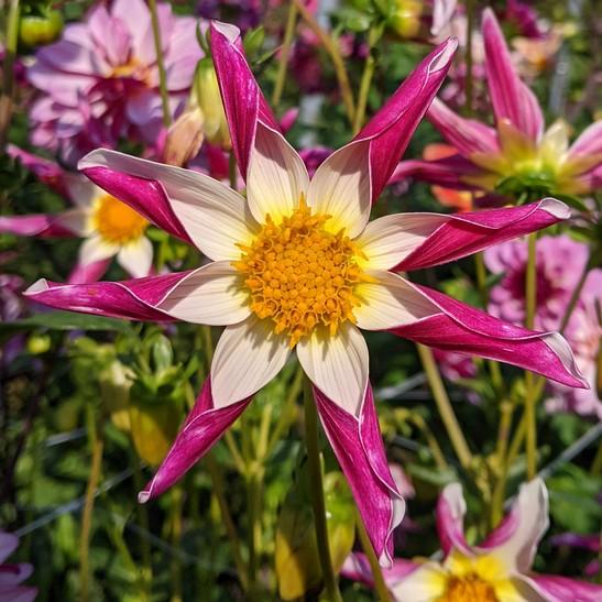 Pollinators Oakridge Dahlias Catalogue