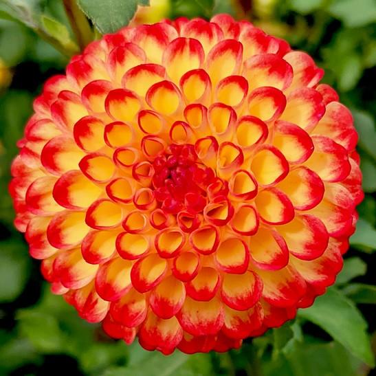 Pom Pons Oakridge Dahlias Catalogue