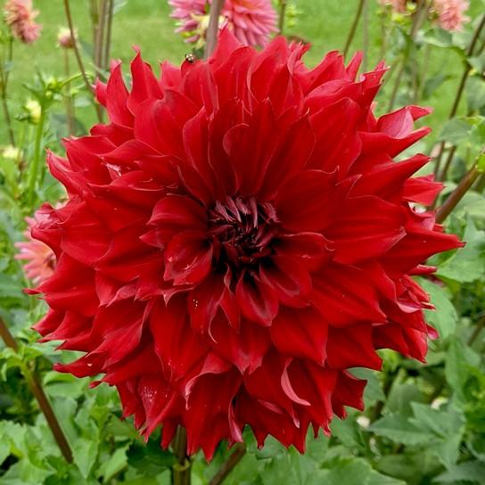 Blooms 6" to 8" Oakridge Dahlias Catalogue