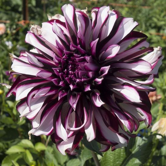 Blooms 6" to 8" Oakridge Dahlias Catalogue