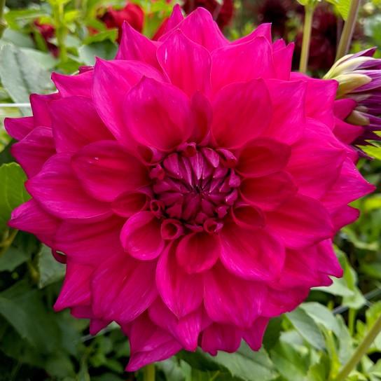 Blooms 6" to 8" Oakridge Dahlias Catalogue