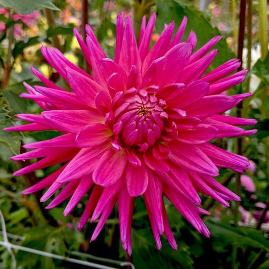 Blooms 4" to 6" Oakridge Dahlias Catalogue