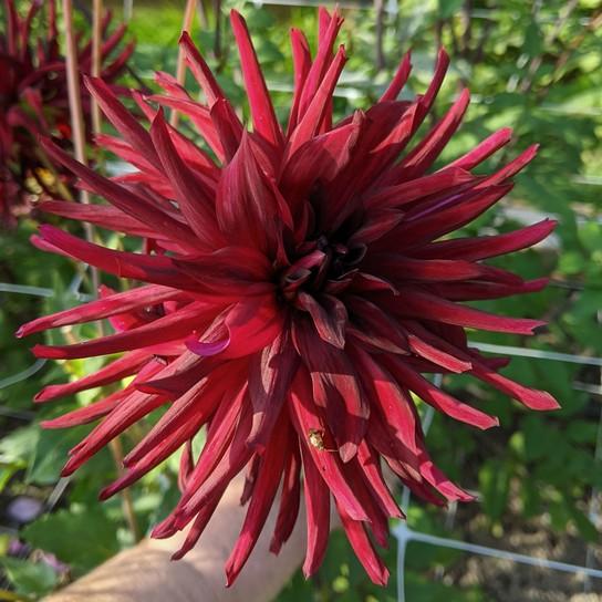 Blooms 4" to 6" Oakridge Dahlias Catalogue