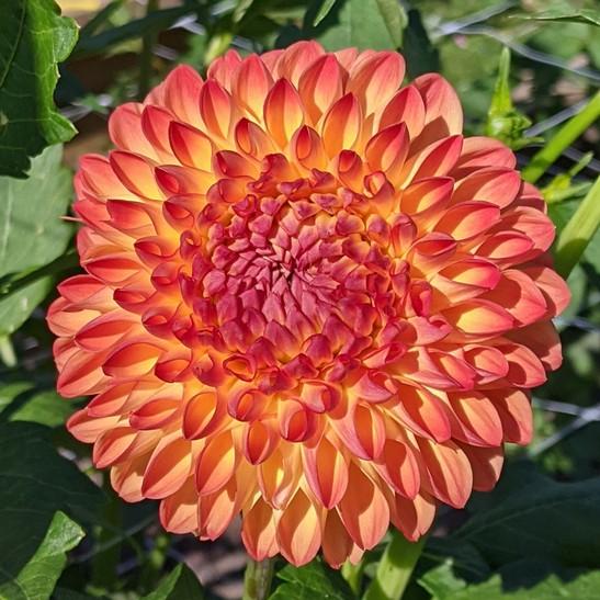 Blooms 4" to 6" Oakridge Dahlias Catalogue