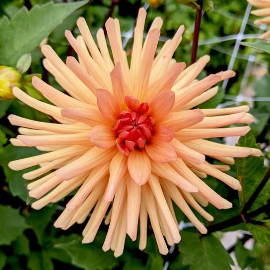 Blooms under 4" Oakridge Dahlias Catalogue